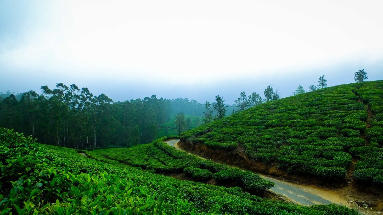 Kerala-beauty