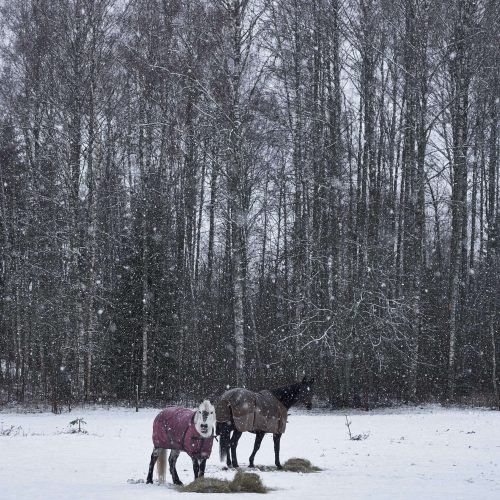 kashmir-horse-ride-in-snow